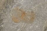 Pelagic Trilobite (Cyclopyge) Fossil (Pos/Neg) - Morocco #218767-4